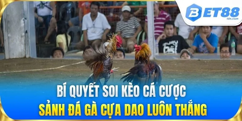 Bí quyết soi kèo cá cược đấu gà cựa dao luôn thắng