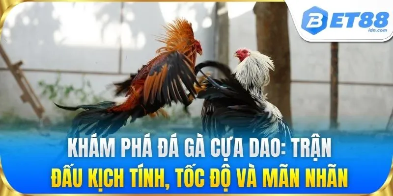 Khám phá đá gà cựa dao: Trận đấu kịch tính, tốc độ và mãn nhãn