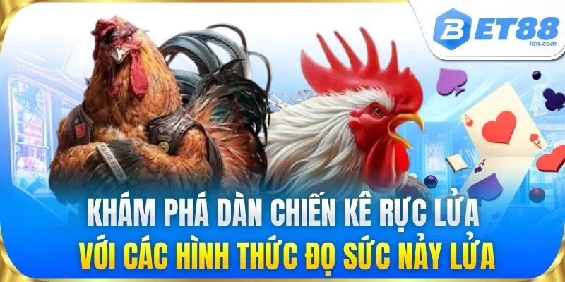 Khám phá dàn chiến kê rực lửa với các hình thức đọ sức nảy lửa