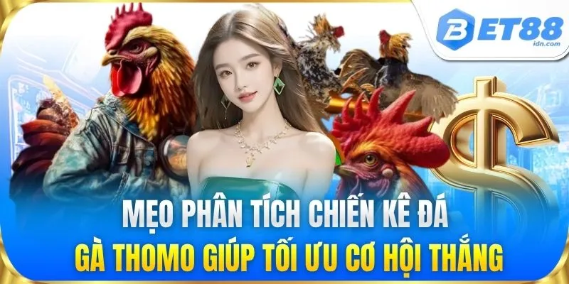 Mẹo phân tích chiến kê đá gà Thomo giúp tối ưu cơ hội thắng