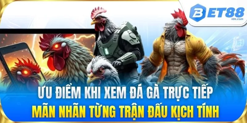Ưu điểm khi xem đá gà trực tiếp: Mãn nhãn từng trận đấu kịch tính